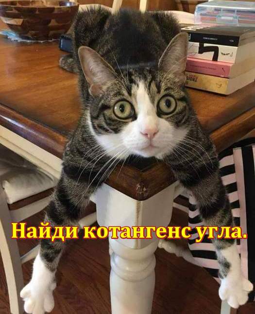 Кот лежит на углу стола. Найди котангенс угла.