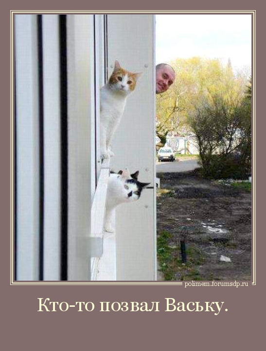 Из окон высунулись коты и один мужик.