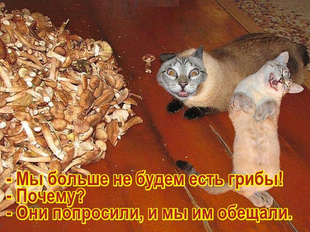 - Мы больше не будем есть грибы! - Почему? - Они попросили, и мы им обещали.